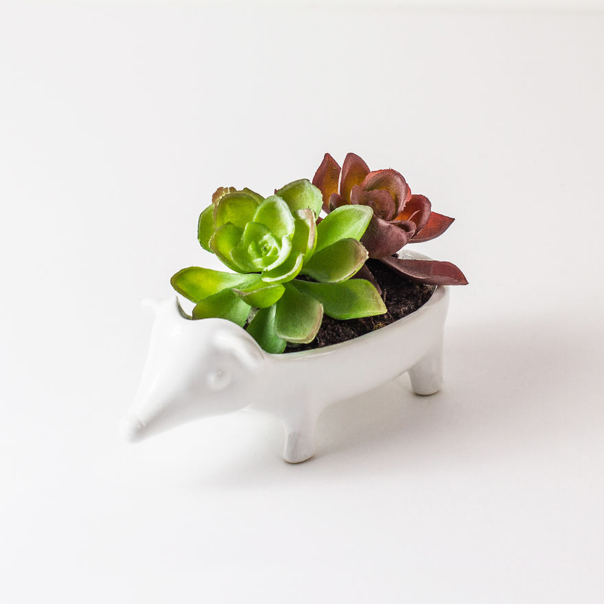 Keep Your Succulents Looking Sharp With This Adorable Hedgehog Planter