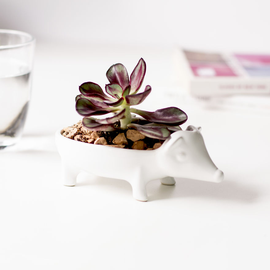 Keep Your Succulents Looking Sharp With This Adorable Hedgehog Planter