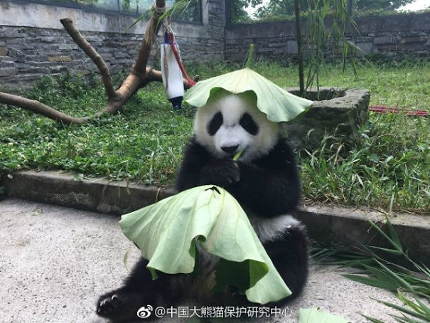 Pandas In Sw China Rock Tailor-Made Hats To Stay Cool This Summer Pandas In Sw China Rock Tailor-Made Hats To Stay Cool This Summer