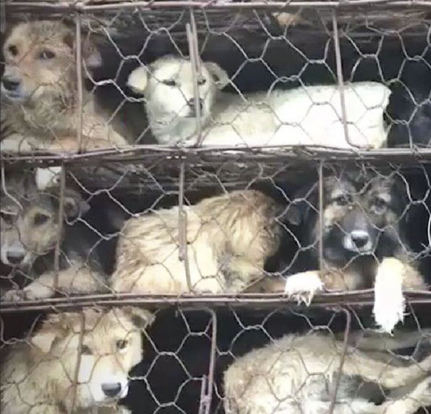 Guy Sees Truck Loaded With 1000 Dogs About To Be Butchered, Drives His SUV In Front Of The Truck To Stop It