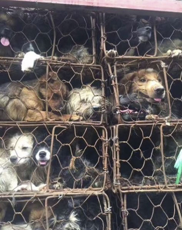 Guy Sees Truck Loaded With 1000 Dogs About To Be Butchered, Drives His SUV In Front Of The Truck To Stop It