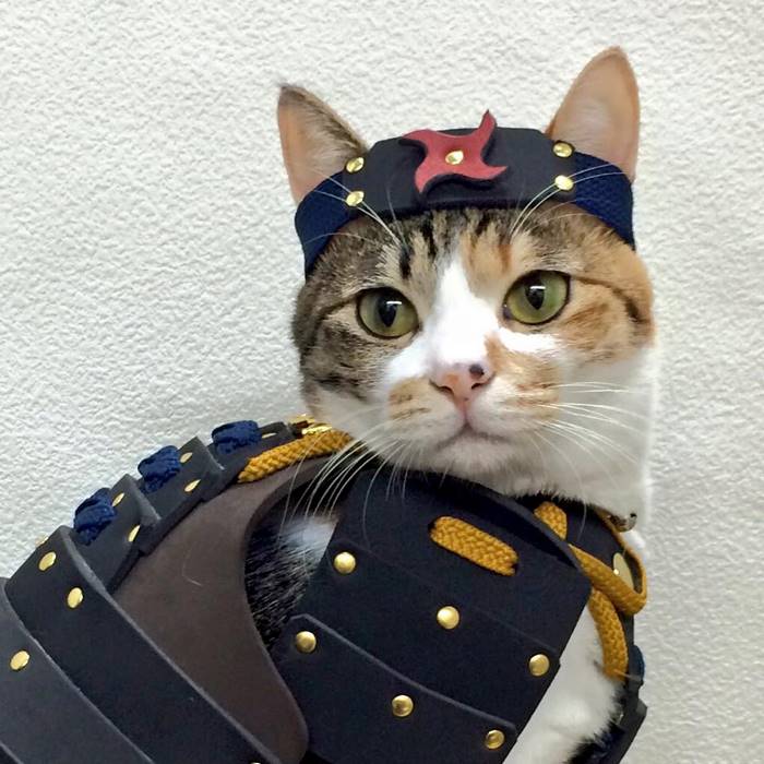 This Japanese Company Makes Samurai Armor for Cats and Dogs
