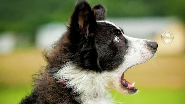 Pets Line Up For Comedy Photo Awards