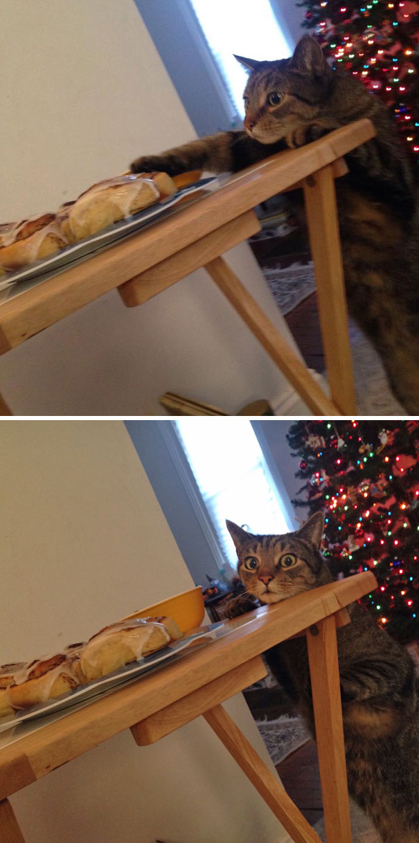 Cat Busted Trying To Touch The Cinnamon Rolls