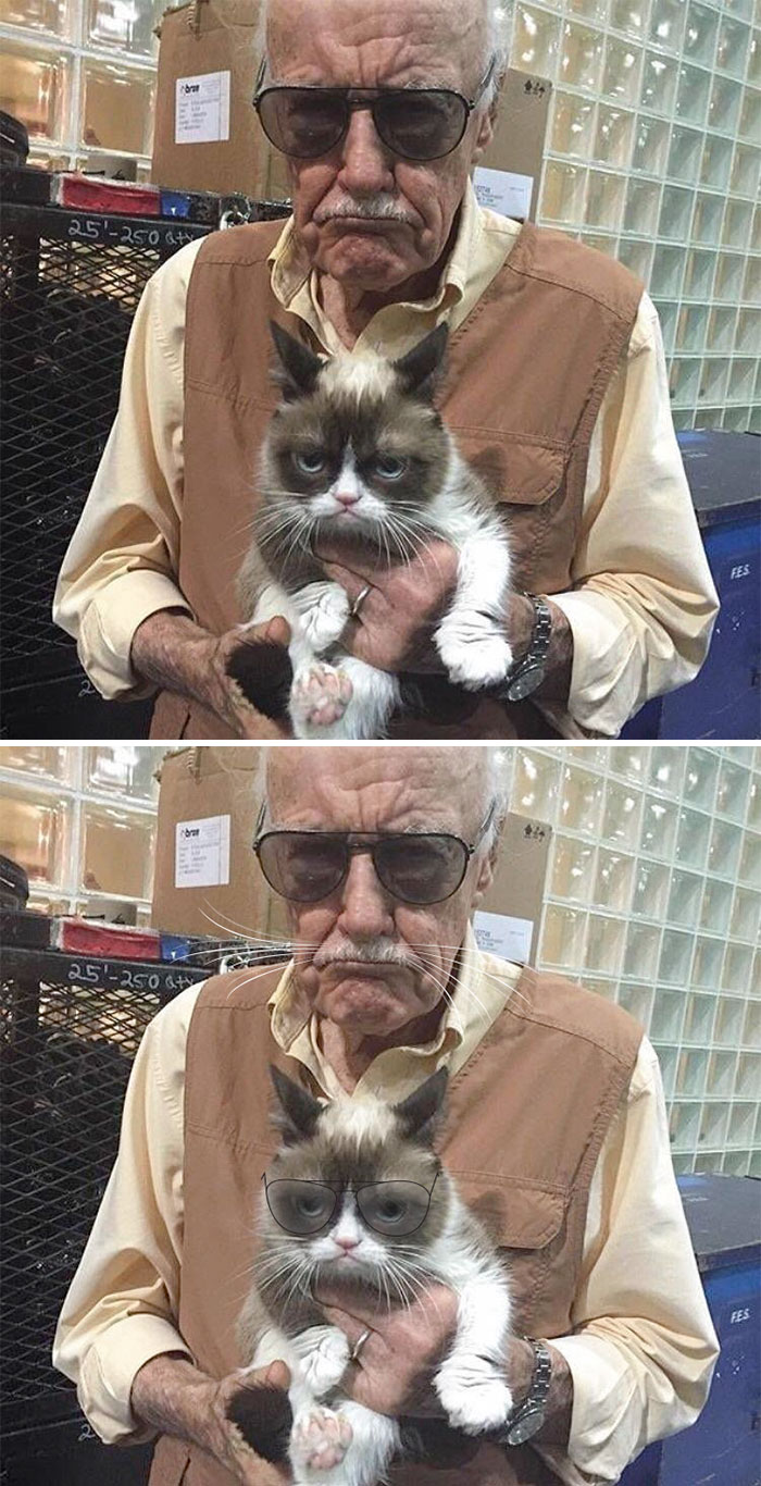 Stan Lee Cat