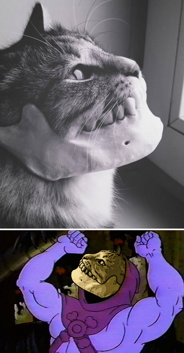 A Cat Wearing A Human Jaw As A Souvenir