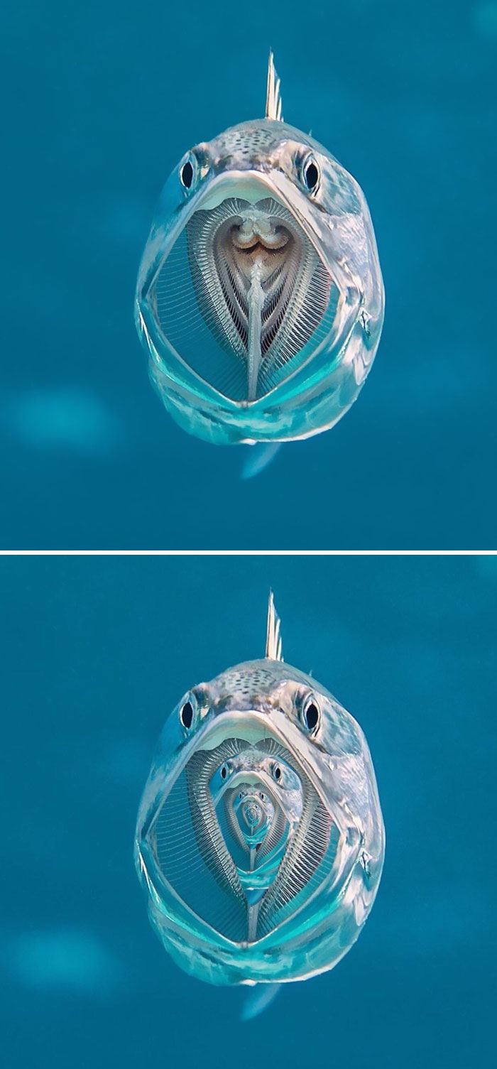 Mackerel With Its Mouth Open
