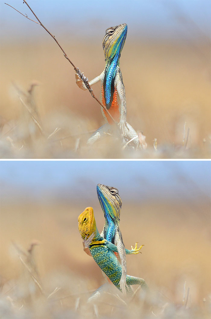 Colorful Lizard Holding A Twig