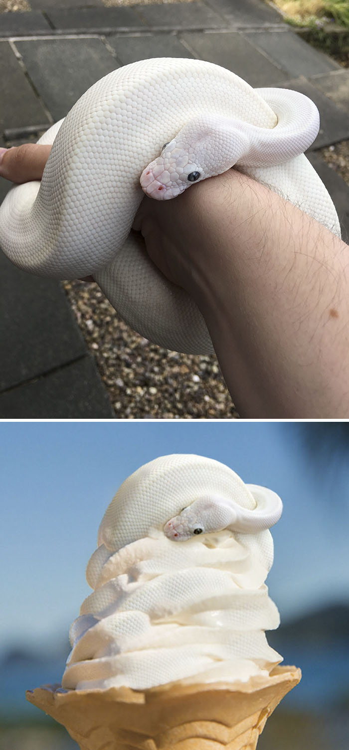 Snake That Is White After Shedding Its Skin