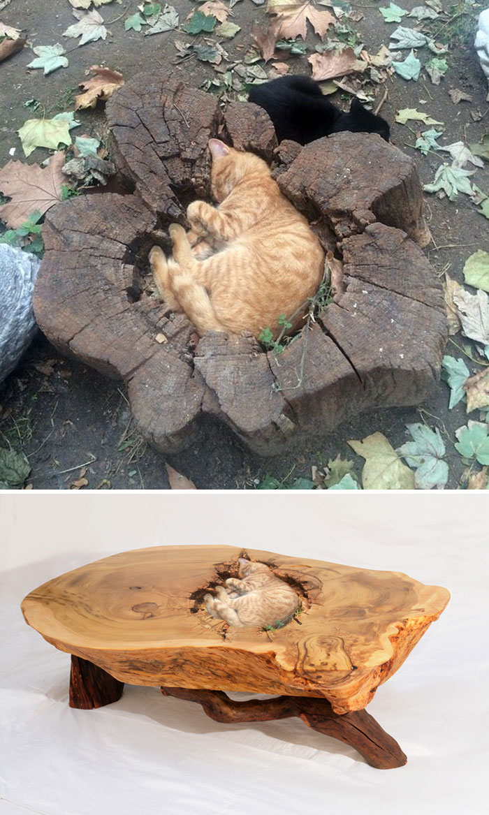 Cat In Tree Stump