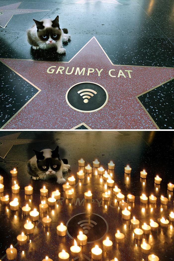 Grumpy Cat's Walk Of Fame Star Photoshop Battle