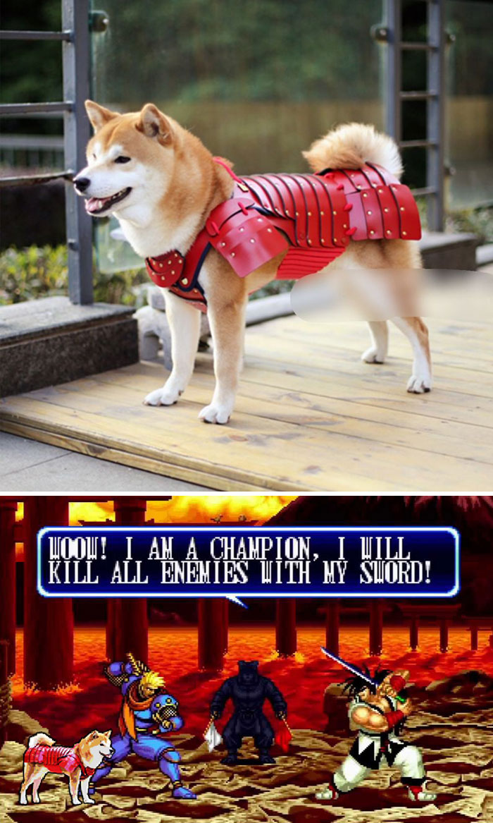 Samurai Armour-wearing Dog