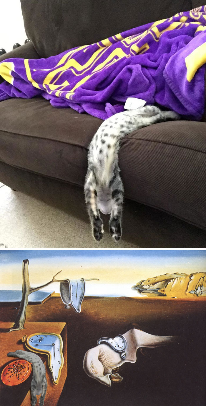 Gato resbalándose de un sofá