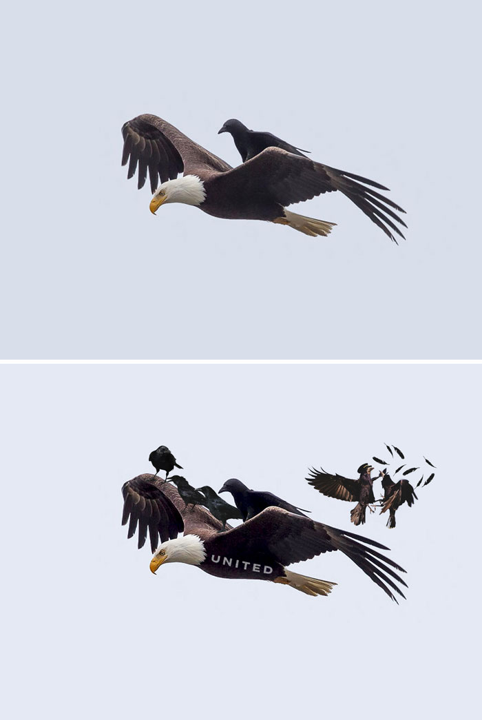 Crow Riding An Eagle