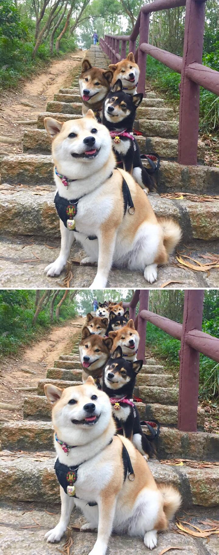 Doges Posing For A Photo