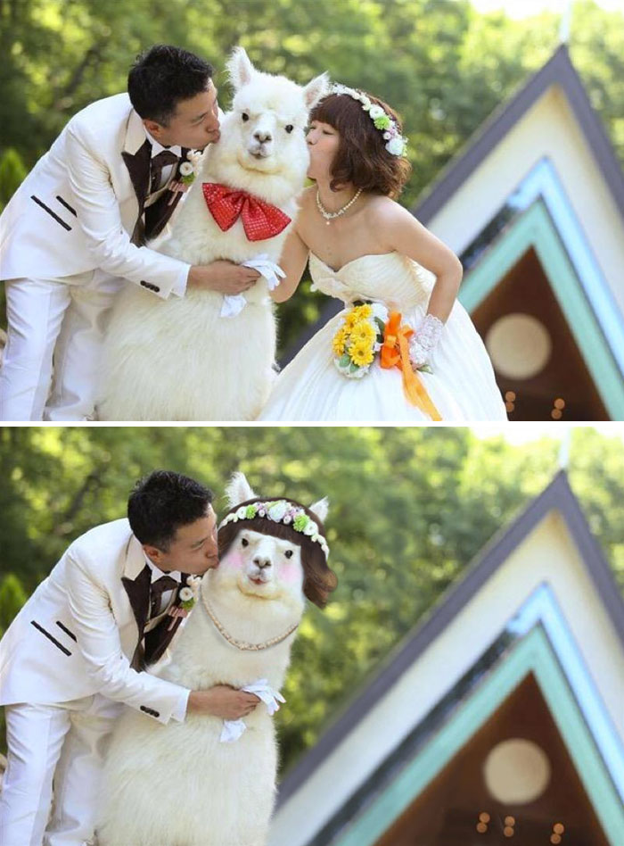Japanese Wedding With Alpaca