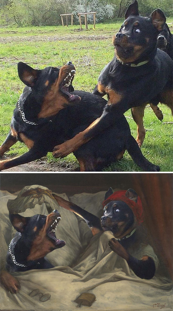 Dog Regrets Playing With His Big Brother