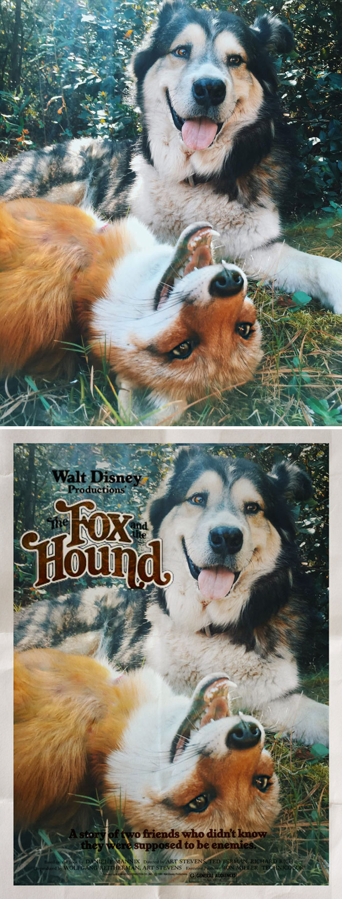 A Fox And A Hound