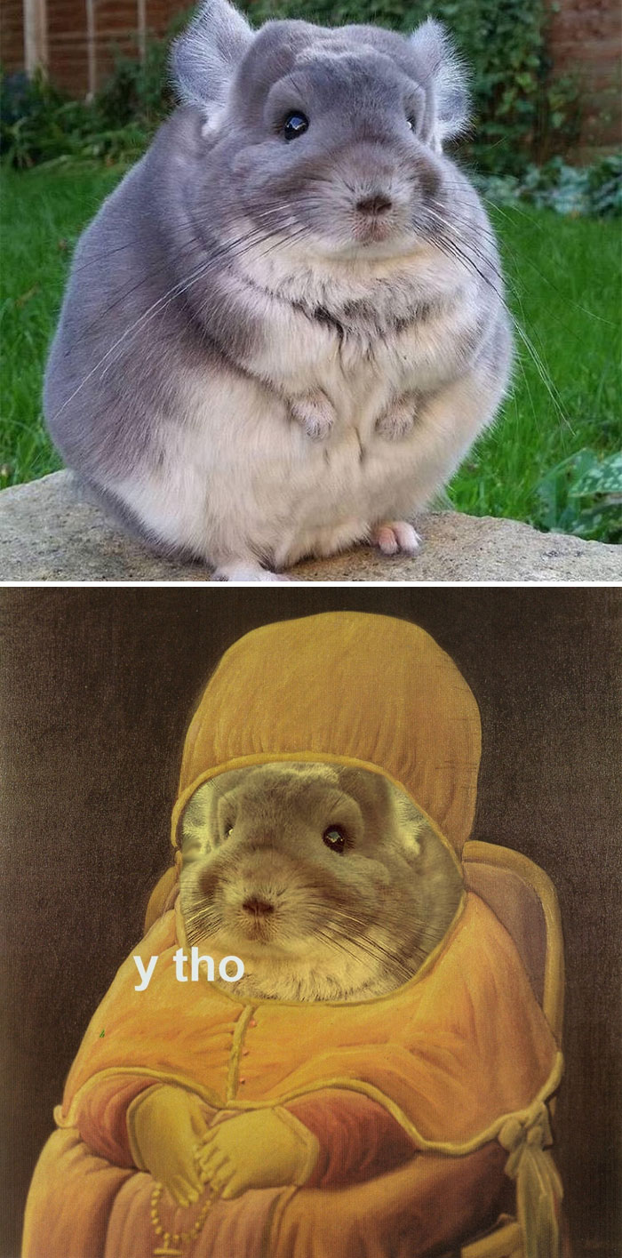Chinchilla With Thick Coat Of Fur