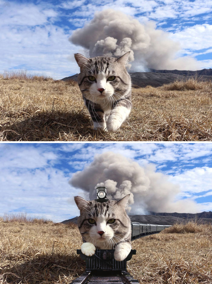 A Cat Walking In Front Of The Camera