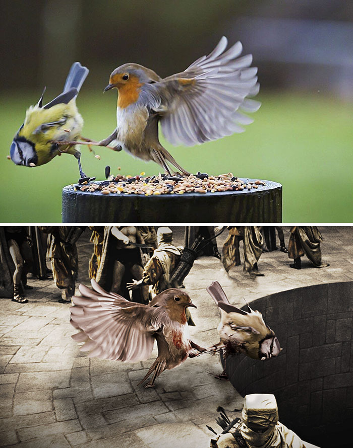 Batalla de pájaros
