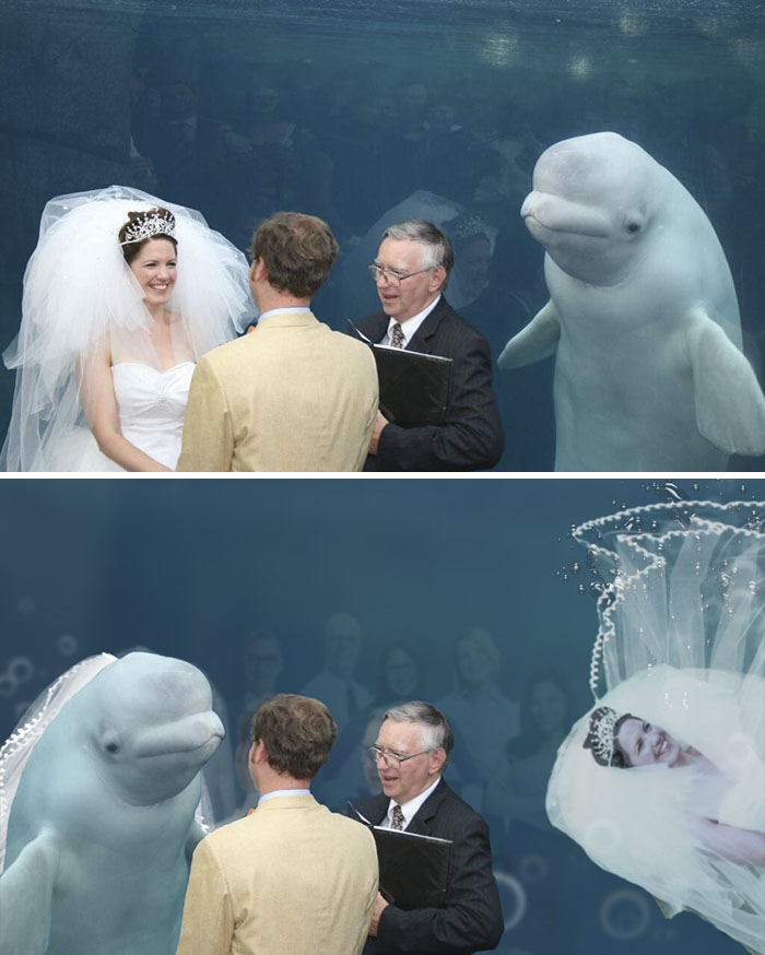 Beluga Whale At Wedding