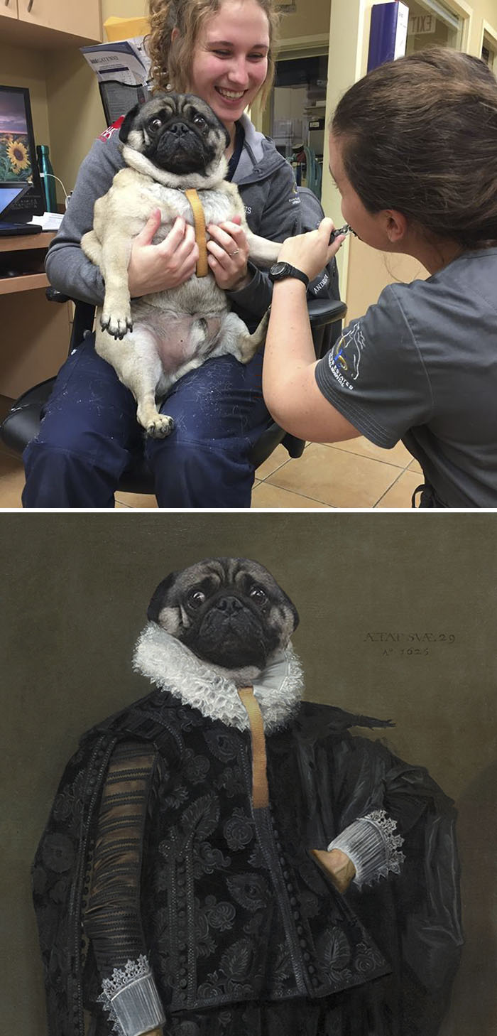This Pug Horrified That It's Getting Its Nails Cut