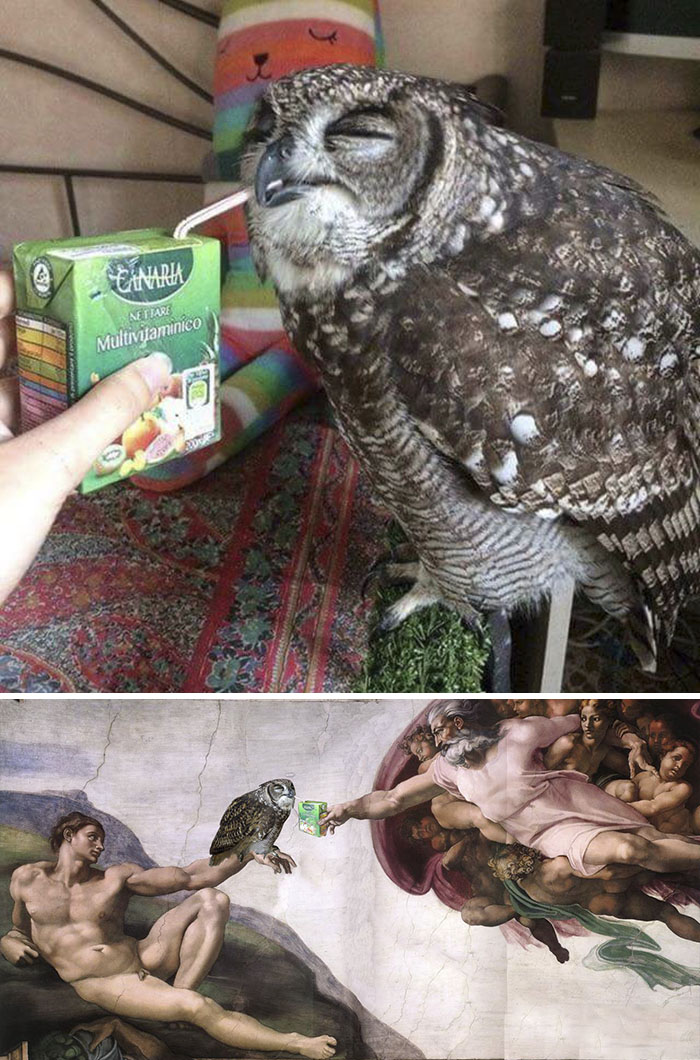Owl Drinking Juice