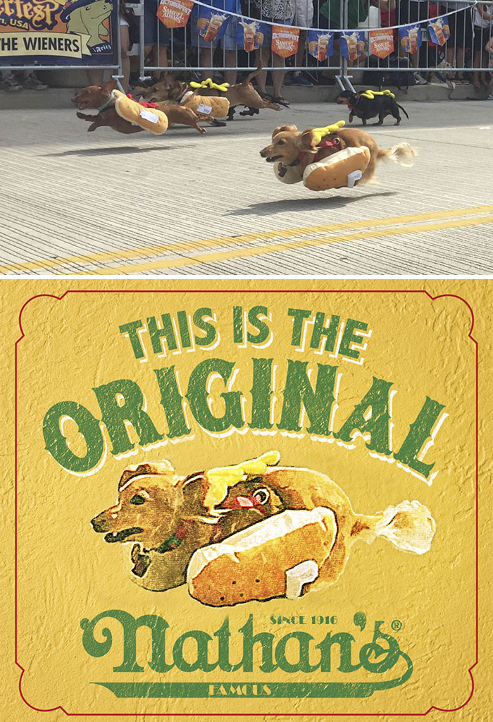 Sprinting Dachshunds Dressed As Hot Dogs