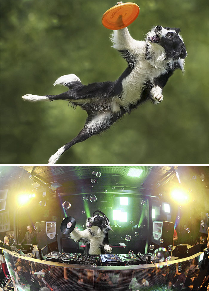 This Extreme Border Collie