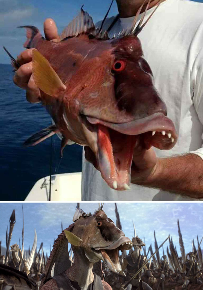 This Newly Caught Hogfish