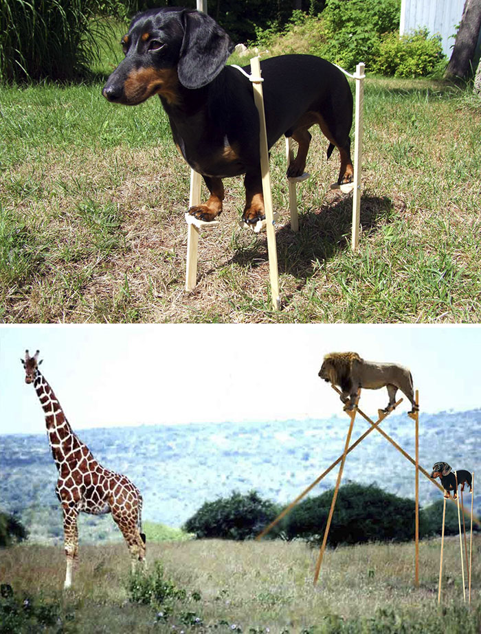 A Dog On A Stilts