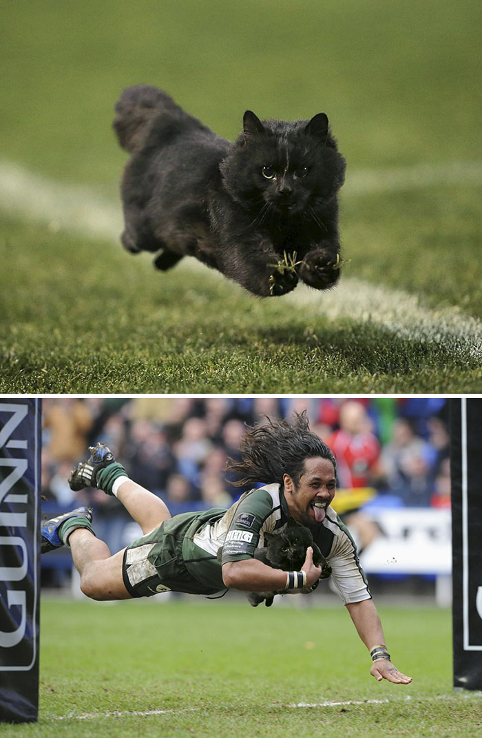 Cat Runs Onto The Field During Rugby Match
