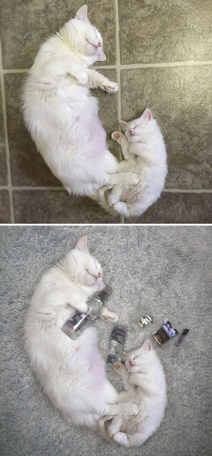 Momma Cat And Her Kitten