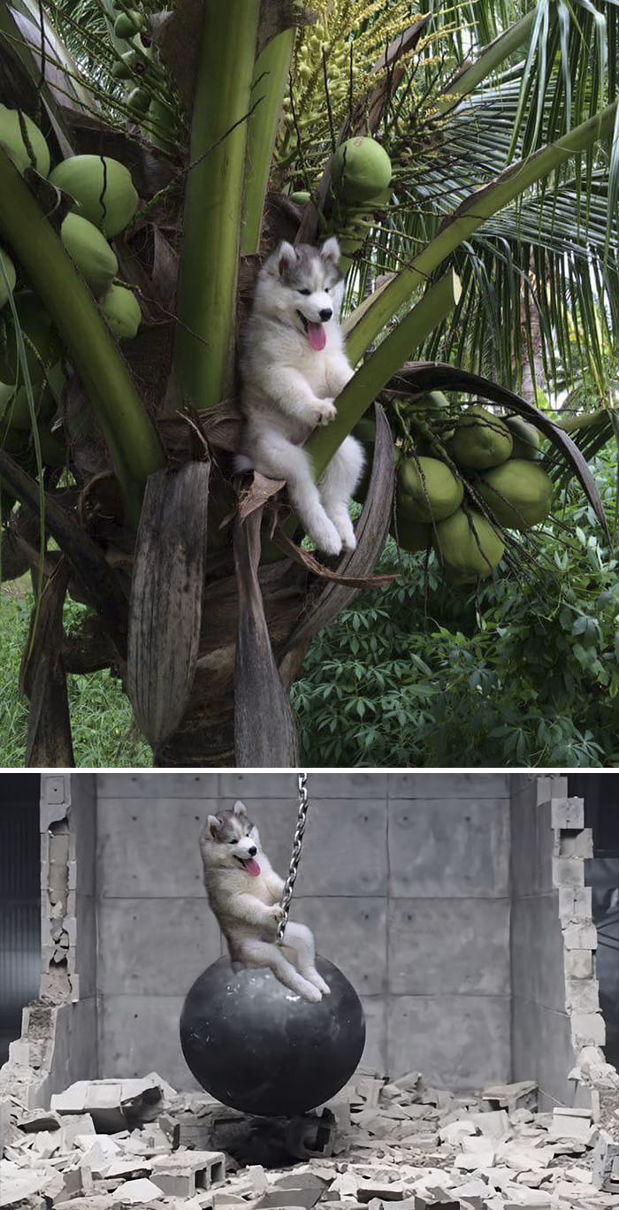 Perro en un árbol