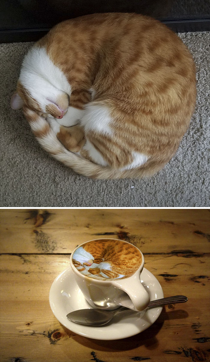 Cat Curled In A Near Perfect Circle