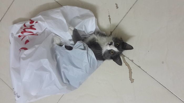 Gotcha! He Loves Playing With Plastic Bags