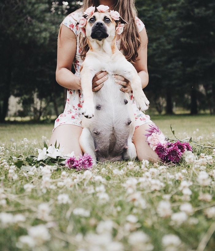 This Pregnant Dog Just Had A Maternity Photoshoot, And People Just Can't Handle It