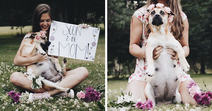 This Pregnant Dog Just Had A Maternity Photoshoot, And People Just Can’t Handle It