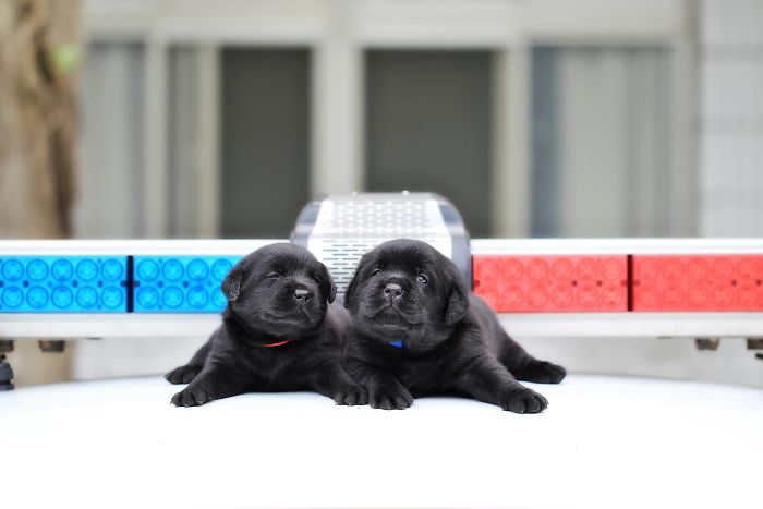 Police Recruits New Puppies, And The Internet Is Having Serious Cuteness Overload