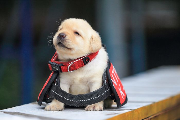 Police Recruits New Puppies, And The Internet Is Having Serious Cuteness Overload