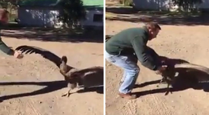 This Man Rescued An Injured Condor, Now The Bird Keeps Coming Back To Say ‘Thanks’