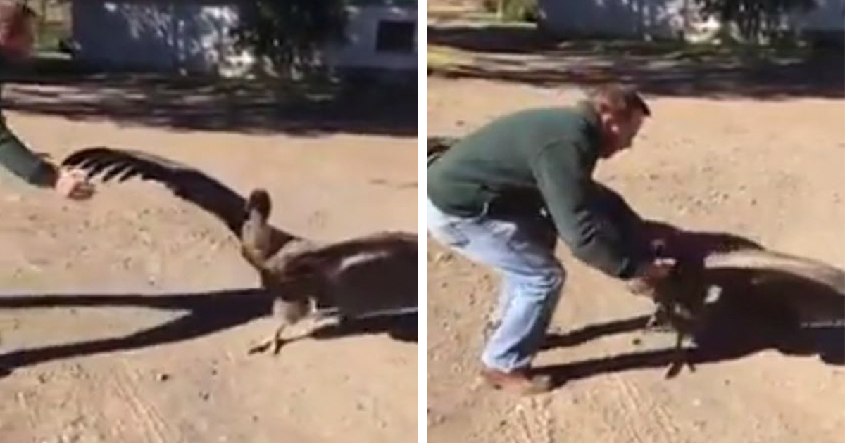This Man Rescued An Injured Condor, Now The Bird Keeps Coming Back To Say  'Thanks' | Bored Panda