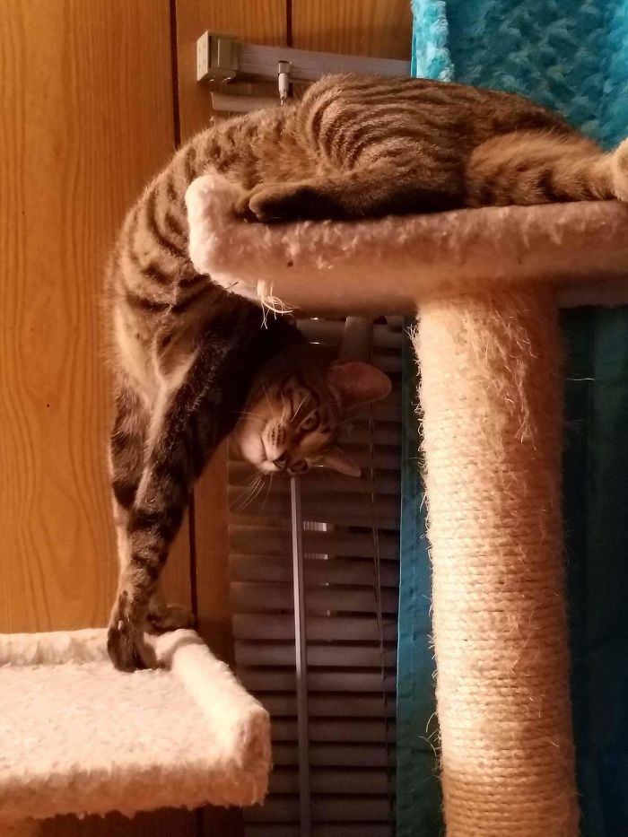 This Is How My Cat Likes To Relax.