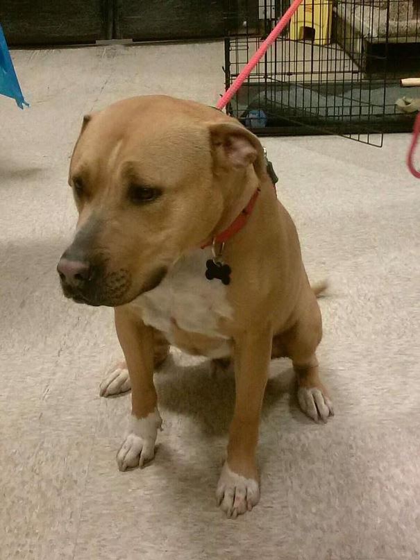 No One Wants To Adopt This Dog, And Shelter Staff Just Can’t Figure Out Why (UPDATED)