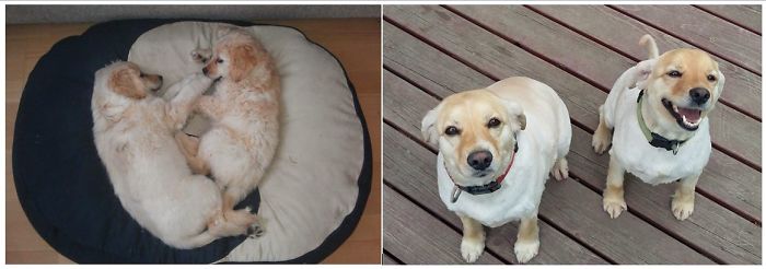 Sally & Sheesha At 2 Months Vs At 3 Years. Our Hapiness From A Shelter
