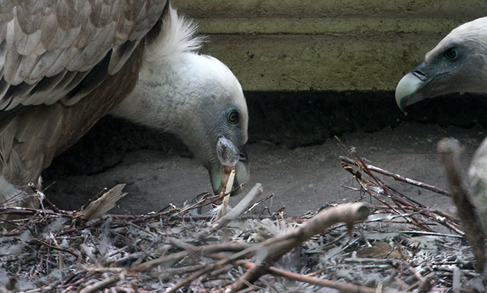 Two Gay Vultures Hatch An Abandoned Egg Together