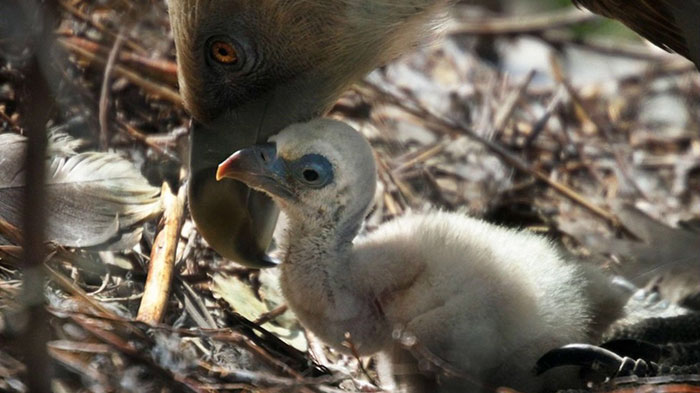 Two Gay Vultures Hatch An Abandoned Egg Together