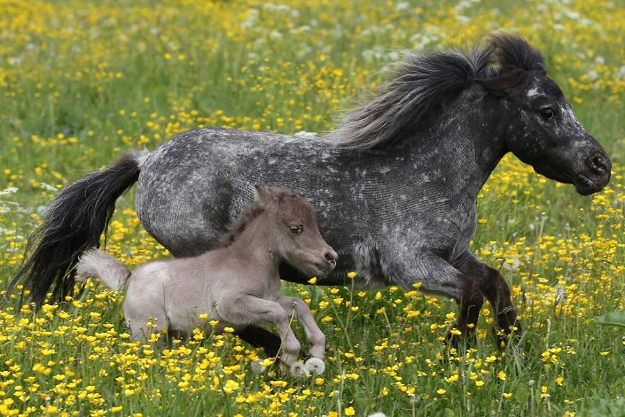 Meet The Smallest Horse In The World