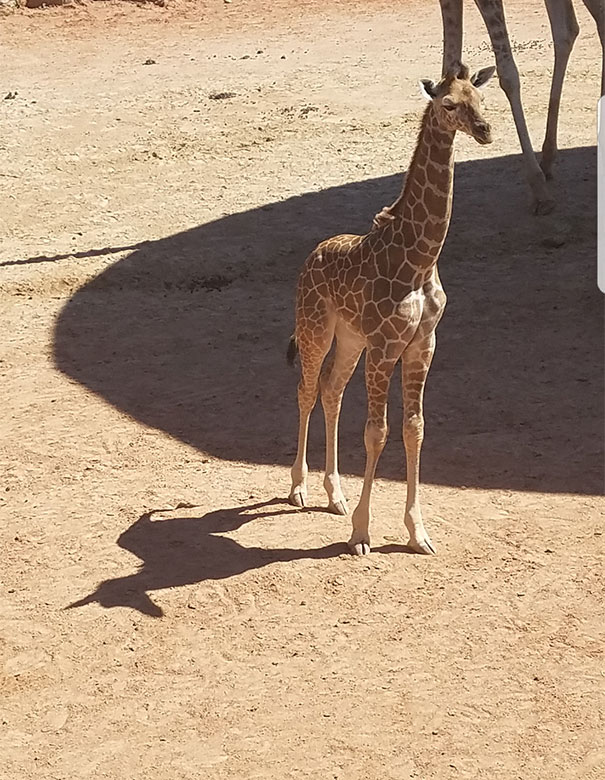 Giraffe's Shadow Looks Like A Unicorn